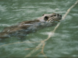 Swimming Beaver Photographie