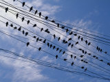 Flock of Birds Lined up on Overhead Wires Fotografie-Druck von Pablo Corral Vega
