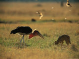 Jackal and Marabou Stork Foraging in the Grass Photographic Print by Beverly Joubert