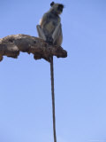A langur monkey rests on a dead tree branch Stampa fotografica A langur monkey rests on a dead tree branch Stampa fotografica