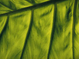 Close View of a Leaf Photographic Print