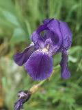 Close View of an Iris Photographie
