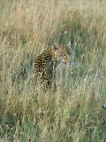 A Leopard Hides in the Tall Grass Photographie