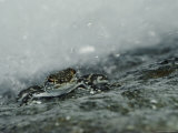 A Rain Forest Frog on a Rock Photographic Print by Mattias Klum