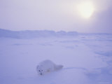 An Arctic Fox Almost Blends into the Snow Photographic Print