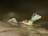 A Rain Forest Lizard on a Rock Photographic Print by Mattias Klum