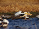 Pelicans Photographic Print