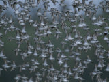 A Flock of Western Sandpipers Flies over Mudflats at High Tide Photographic Print