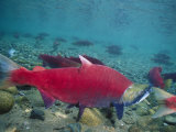 Red Salmon Swimming Photographic Print