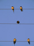 Birds Roost on Power Lines in Halebid Photographie