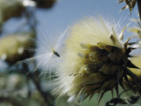 Close View of a Seed Pod Photographic Print