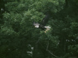Bald Eagle in Flight Along the River Impressão fotográfica por Robert Madden