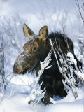 Portrait of a Moose in the Snow Photographic Print