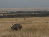 A White Rhinoceros and a Reticulated Giraffe Share a Kenyan Savanna Photographic Print