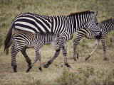 An Adult and Two Juvenile Plains Zebras Walk Along a Worn Path Photographie