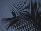 A Night View of an Egret Resting on a Palm Frond in the Light of the Moon Photographic Print by Bill Ellzey