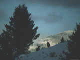 Two Mature Bull Elk Appear over a Rise Between Two Evergreens Photographic Print