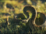 A Coiled Rattlesnake is Ready to Strike Photographic Print