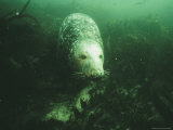 A Male Gray Seal Forages Among Green Foliage Photographic Print by Nick Caloyianis