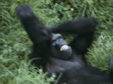 A western lowland gorilla plays in the grass Lámina fotográfica A western lowland gorilla plays in the grass Lámina fotográfica