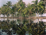 Palm Trees Reflected in the Water Photographic Print