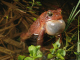 American Toad Calling a Mate Photographic Print