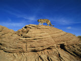 A Mountain Lion Walks Across a Desert Landscape Photographic Print