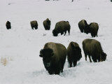 Group of Bison in the Snow Photographic Print