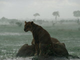 Lioness on Alert Photographic Print by Beverly Joubert