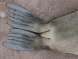 The Flippers of a Californian Sea Lion Photographic Print