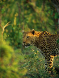 Leopard in the Bush Photographic Print