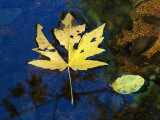 A Big Leaf Maple Leaf Floats Down the Merced River Photographic Print by Marc Moritsch