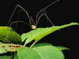 A Daddy-Long-Legs Spider Walks Across a Leaf Photographic Print by Brian Gordon Green