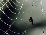 Insect in a Spiderweb Covered in Dew Photographic Print