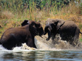 Sparring Elephants Photographic Print by Anne Keiser