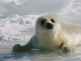 A Juvenile Harp Seal Lying on the Ice Photographie par Tom Murphy