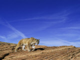 A Mountain Lion Walks Across a Desert Landscape Photographic Print