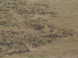 Aerial View of Large Herd of Cape Buffalo on a Savanna Photographic Print by Jodi Cobb