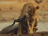 A Lioness Dispatches a Kudu Photographic Print by Beverly Joubert