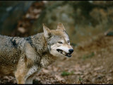 Wolf at the National Zoo Photographic Print by Vlad Kharitonov
