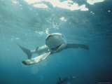 View of a Silky Shark Making a Turn with its Mouth Open Photographie