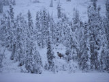 Barren-Ground Caribou Among Spruce Trees Photographic Print