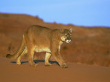 A Mountain Lion Strides Across the Arid Turf Photographic Print