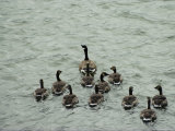 A Canada Goose Leads a Gaggle of Adolescent Geese Through the Water Photographie