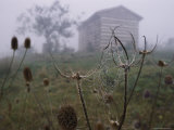 Spider-Web Covered in Water Droplets Photographic Print