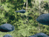 Trees Cast Their Reflections in a Pond Scattered with Large Stones Photographic Print