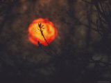 Silhouetted Tree Branches against the Sun Photographie par Dick Durrance II