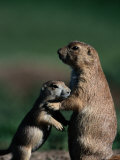 Black-Tailed Prairie Dogs (Cynomys Ludovicianus) Fotografie-Druck von Raymond Gehman