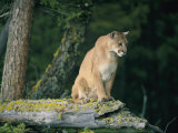 A Captive Male Mountain Lion Sits Atop the Trunk of a Fallen Tree Photographic Print