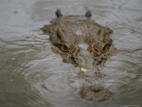 A Partially Submerged Saltwater Crocodile Photographic Print by Nicole Duplaix